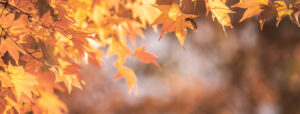 Autumn leaves on a tree